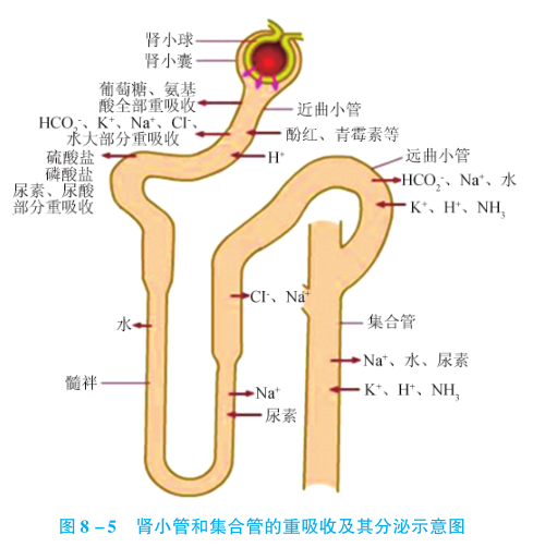 ic_肾小管和集合管的重吸收及其分泌示意图.png