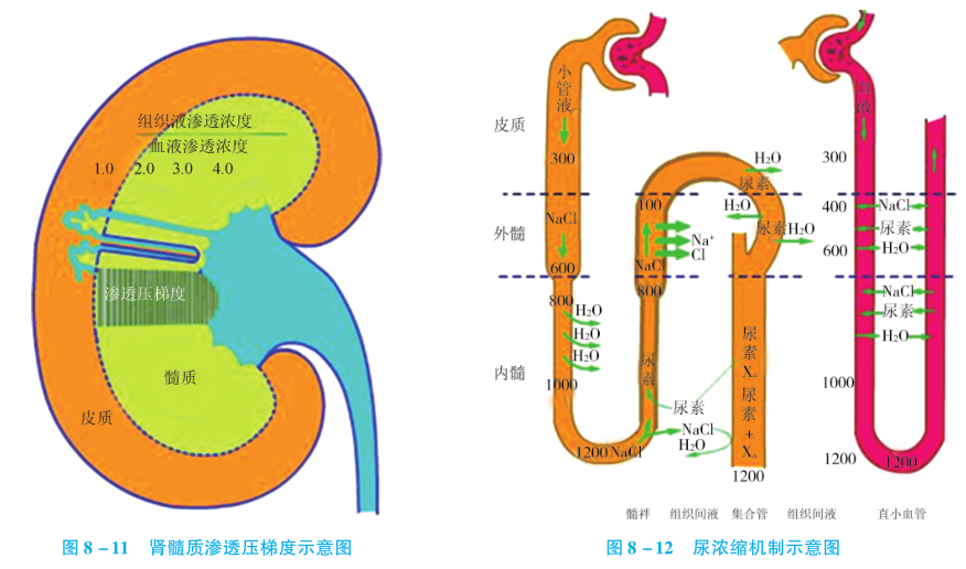 IC_肾髓质渗透压梯度的形成和保持.png
